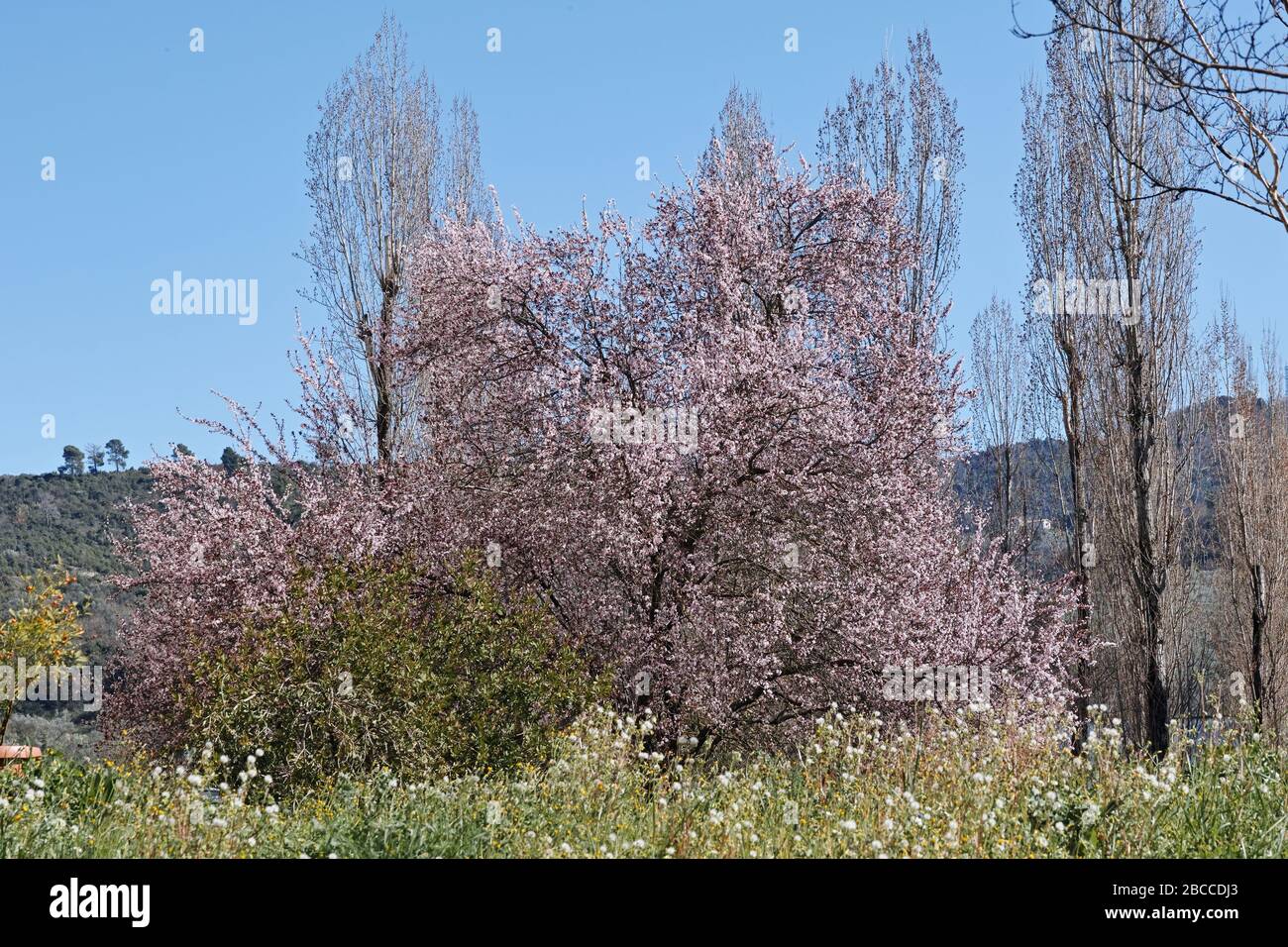 cherry plum tree in full blooming, prunus cerasifera, rosaceae Stock Photo