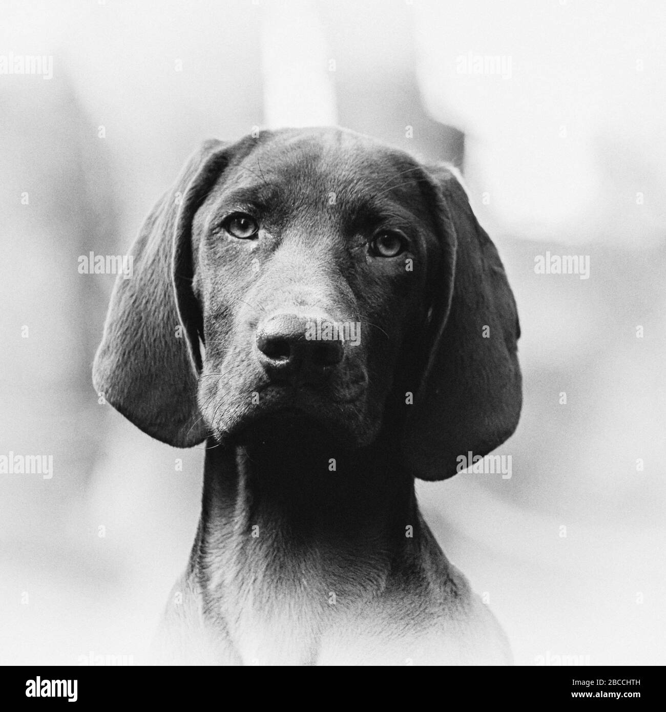 A black and white vignetted portrait of a German Shorthaired Pointer puppy Stock Photo