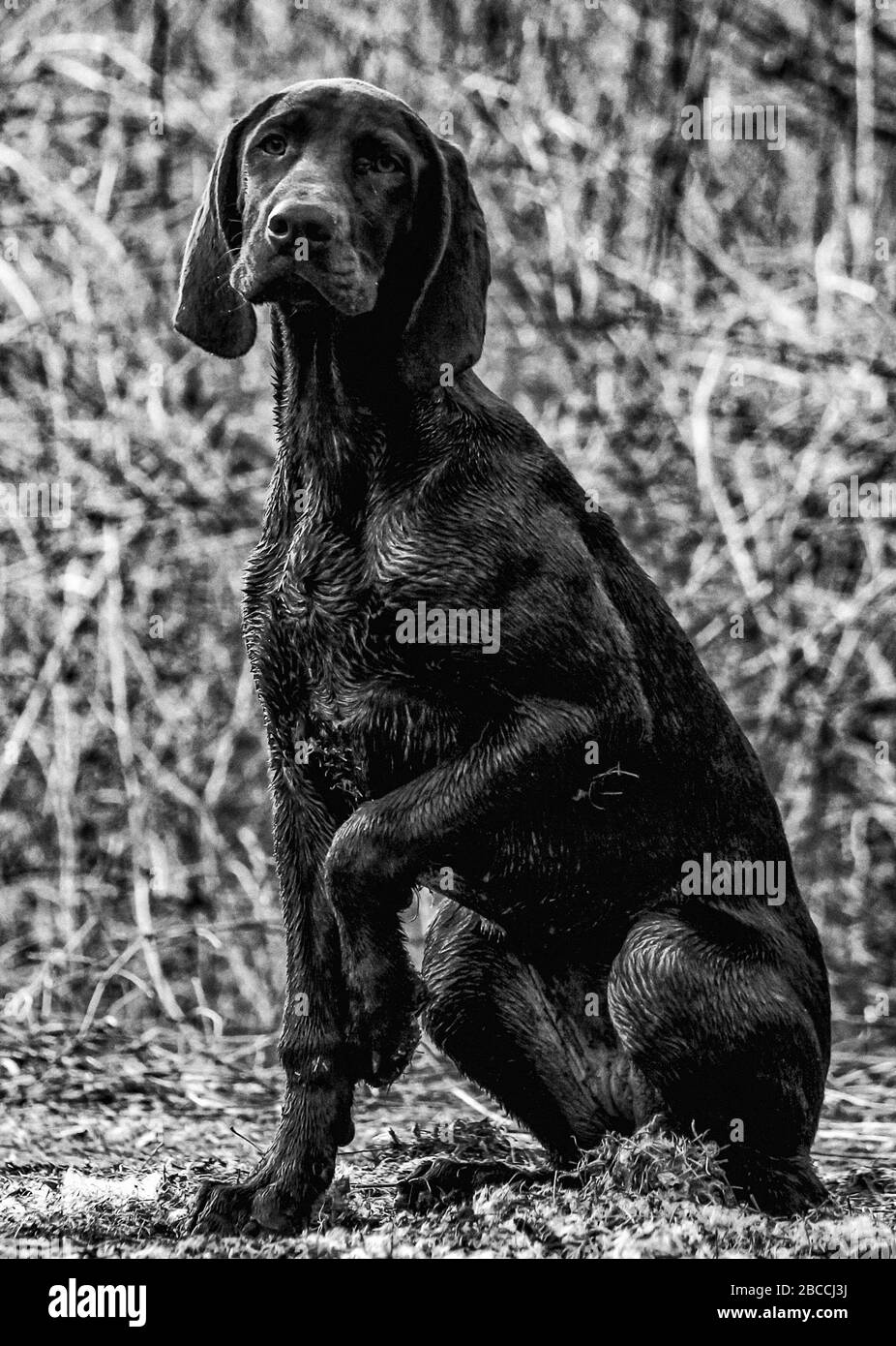 A vertical view of a puppy German Shorthaired Pointer sitting and pointing in the forest Stock Photo