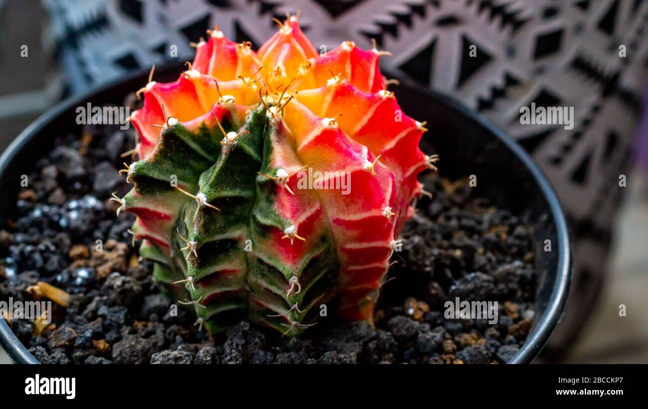 Closeup of beautiful variegated Gymnocalycium mihanovichii cactus Stock  Photo - Alamy