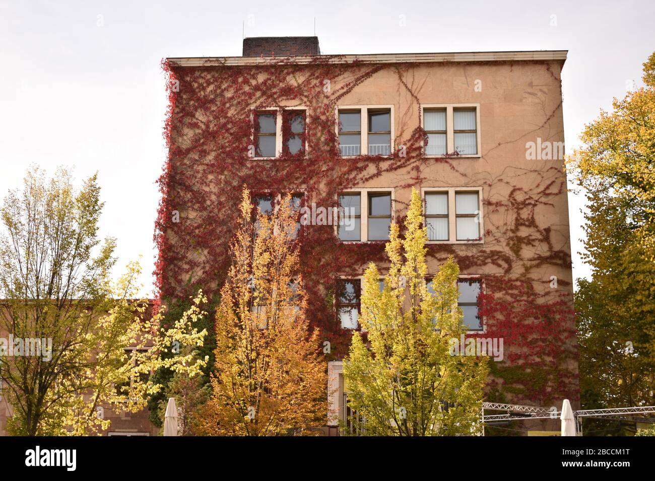 Red climbing ivy hi-res stock photography and images - Alamy