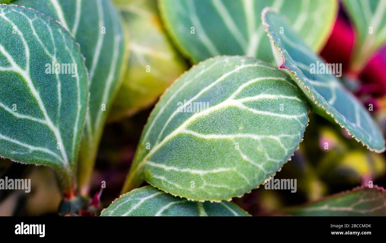 Leaves of Monadenium ritchie, natural abstract background Stock Photo