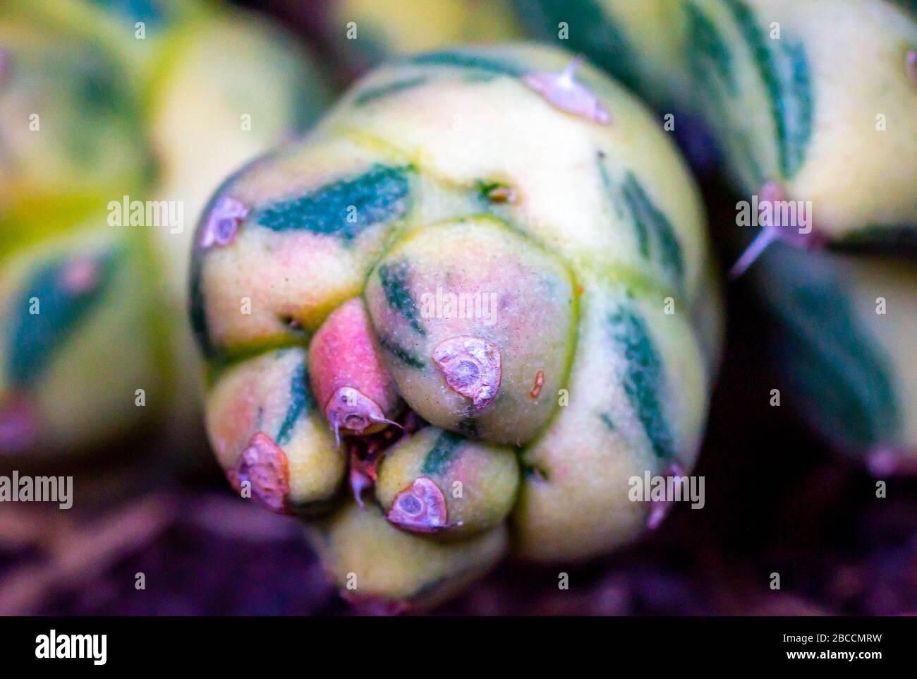 Closeup of variegated Monadenium ritchie stem, attractive desert plant Stock Photo