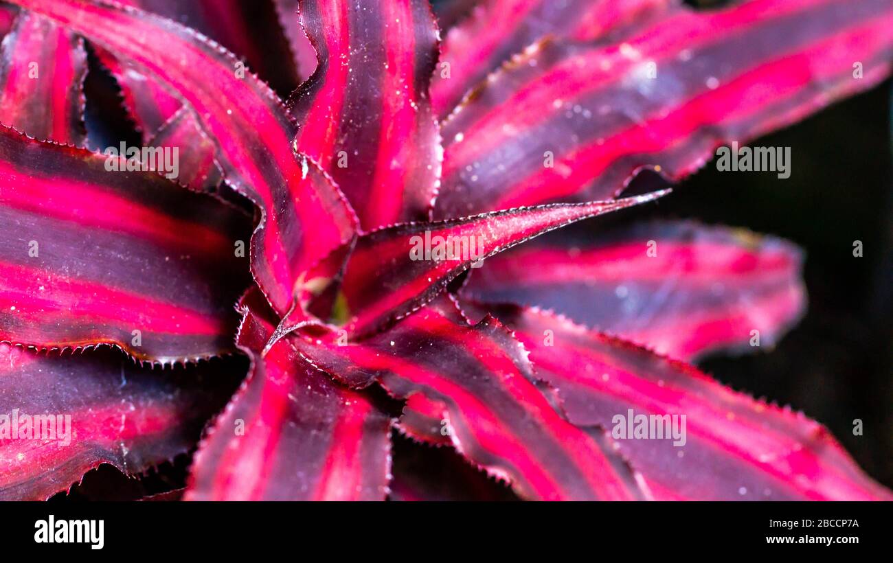 closeup of Cryptanthus with beautiful color of leaves Stock Photo