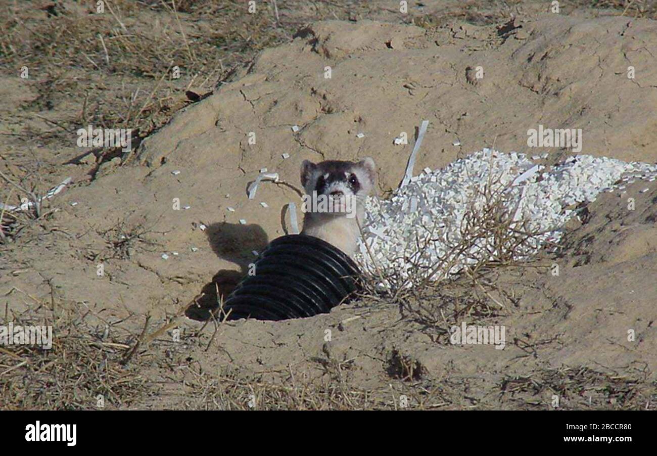 'English:  Image title: Blackfooted ferret out of the artificial holes Image from Public domain images website, http://www.public-domain-image.com/full-image/fauna-animals-public-domain-images-pictures/ferrets-skunks-public-domain-images-pictures/blackfooted-ferret-out-of-the-artificial-holes.jpg.html; Not given  Transferred by Fæ on 2013-02-25; http://www.public-domain-image.com/public-domain-images-pictures-free-stock-photos/fauna-animals-public-domain-images-pictures/ferrets-skunks-public-domain-images-pictures/blackfooted-ferret-out-of-the-artificial-holes.jpg; Black, Tami S, U.S. Fish and Stock Photo
