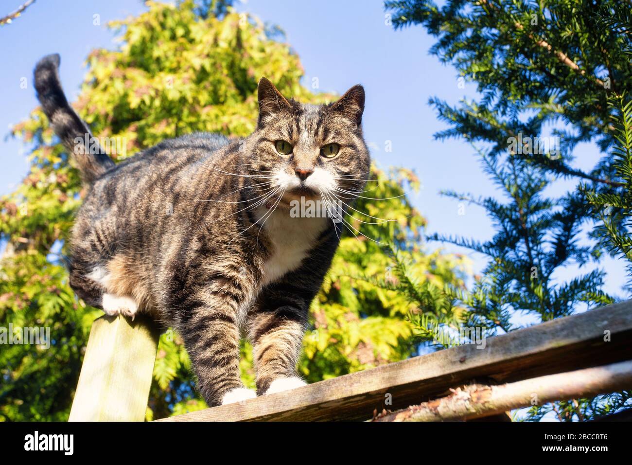 Cute furry cat walks over fence in the blue sky in springtime with ...