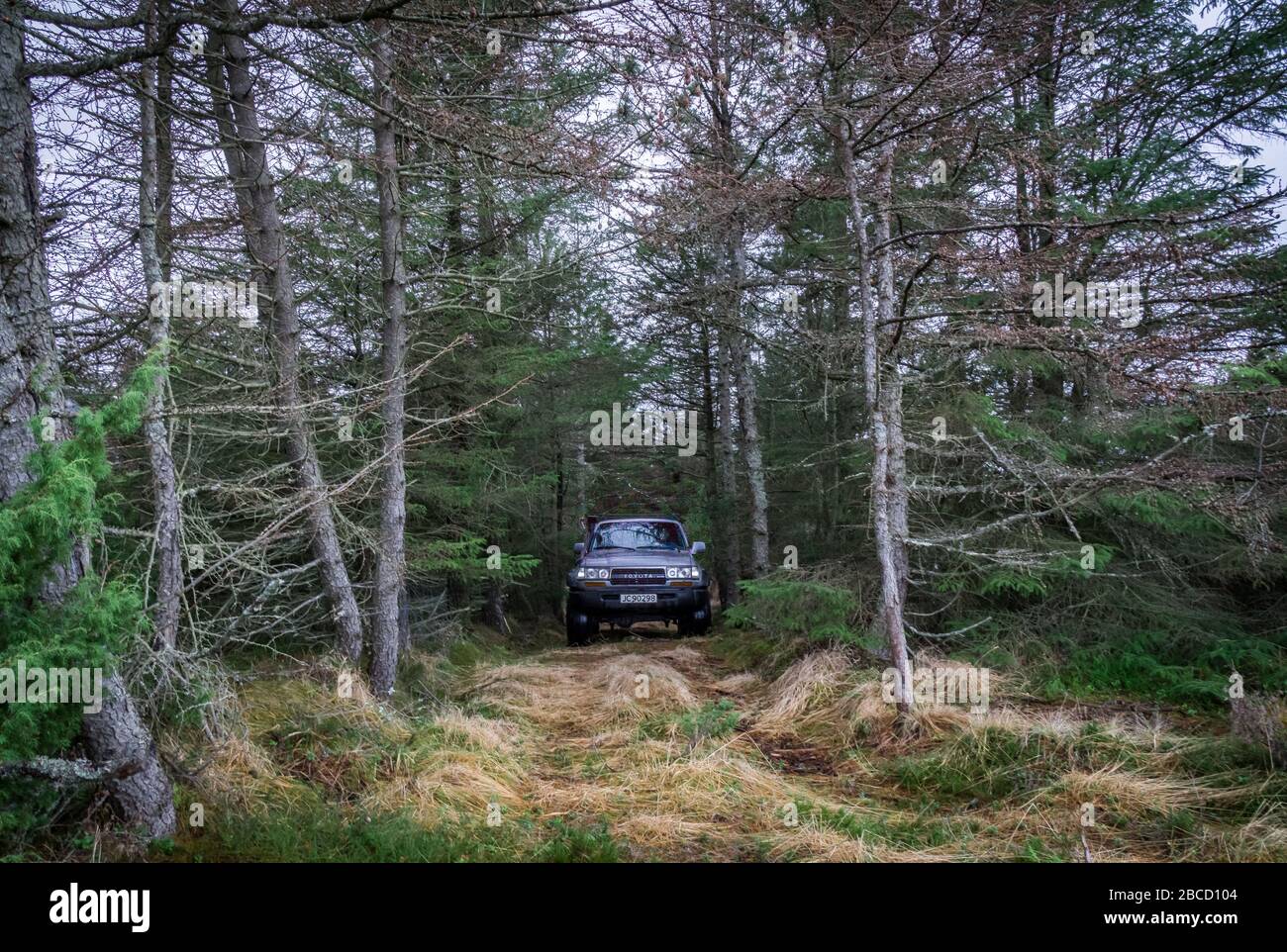 Old Toyota Landcruiser offroad driving in forest Stock Photo - Alamy