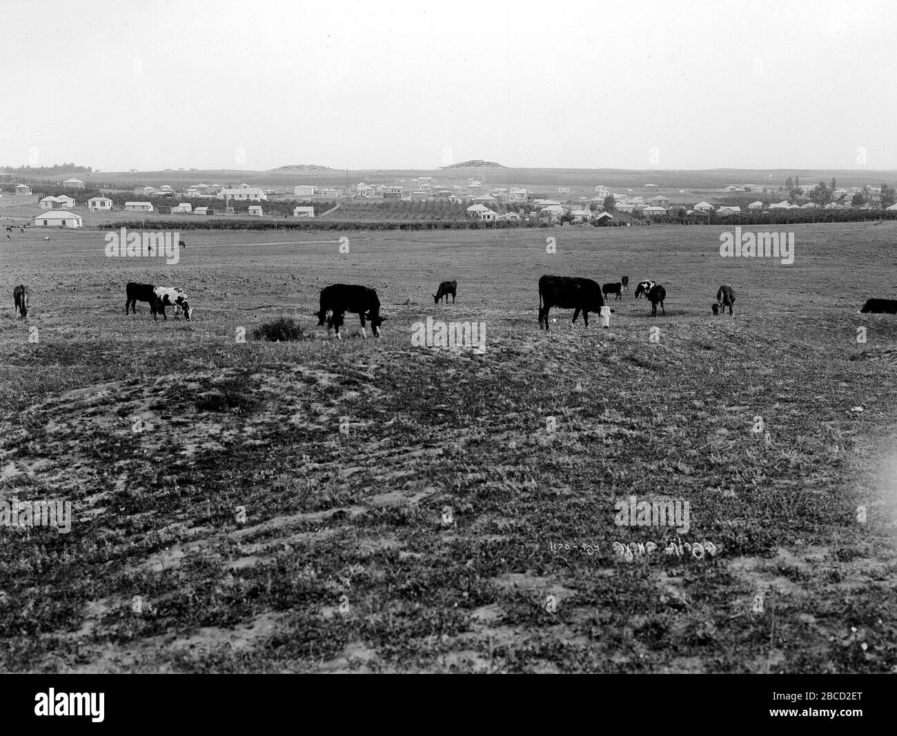 English Cows Grazing In Kfar Saba S Fields I E U I E C I I I O C I E O E E 1 January 1930 This Is Available From National Photo Collection Of Israel Photography Dept Goverment Press Office Link