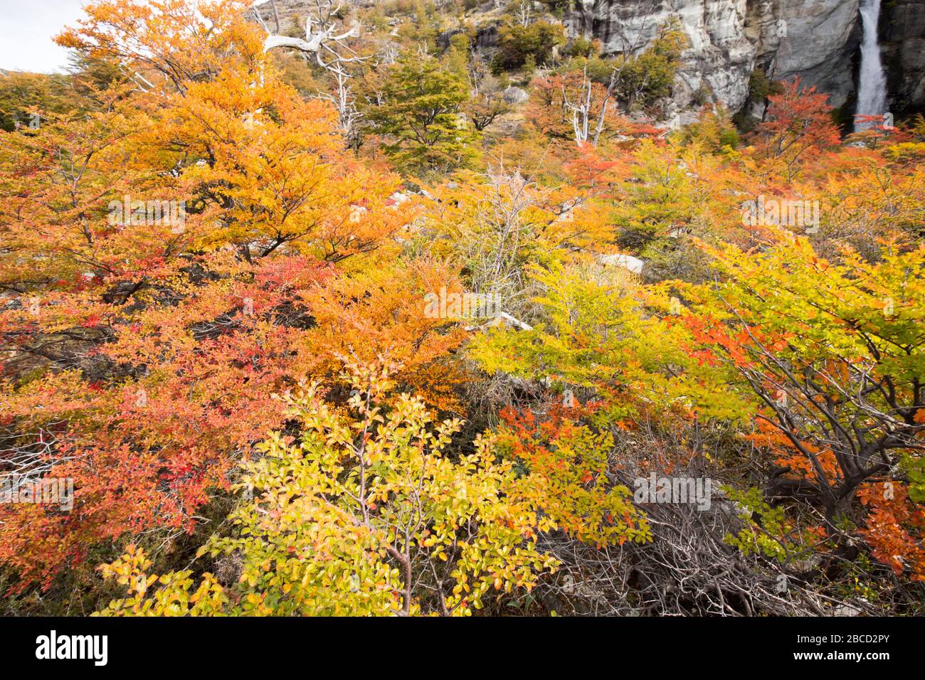 Autumn colors of vegetation around the Chorrillo del Salto waterfall, National Park de los Glaciares, Argentina Stock Photo