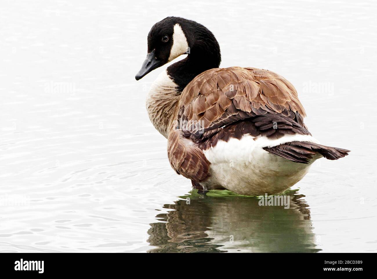 canada goose en chile