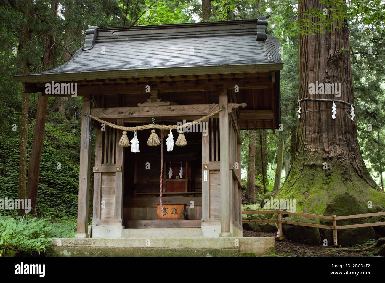 A small shrine beside a Yorishiro tree at Kawaguchi Asama Shinto Shrine, Fujikawaguchiko, Japan. Inscriptions: 賽銭 'offertory' and 防犯カメラ設置 'security ca Stock Photo