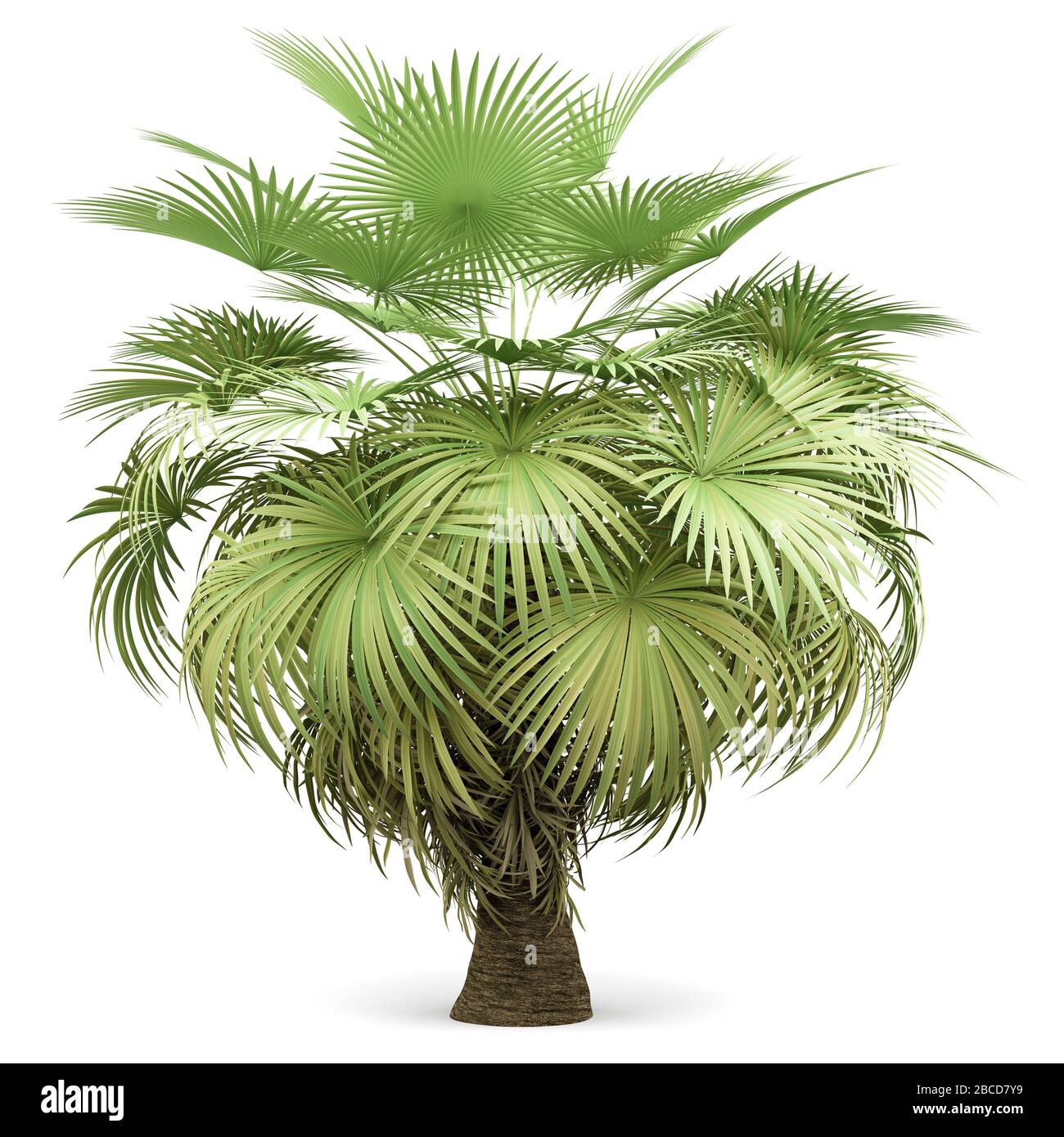 california palm tree isolated on white background. 3d illustration Stock Photo