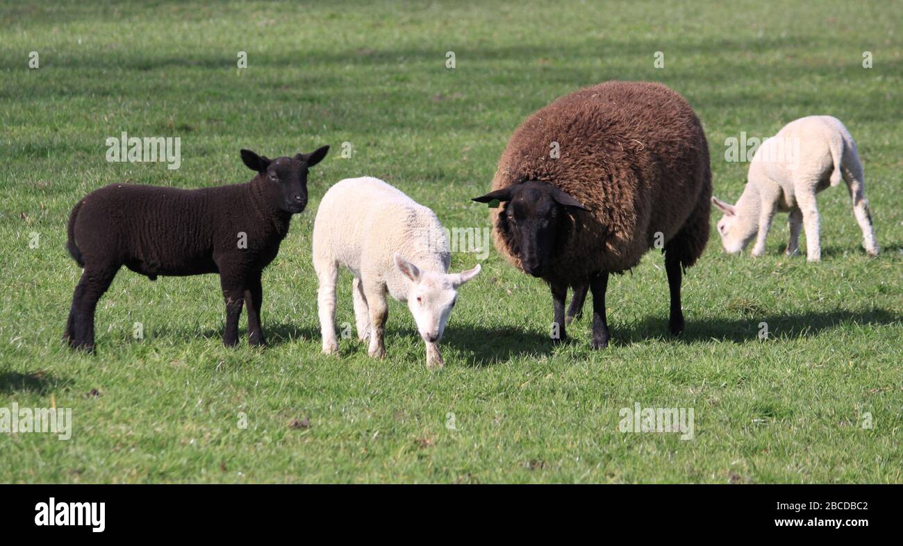 color mix sheep and lambs brown, black and white in grass pasture Stock Photo