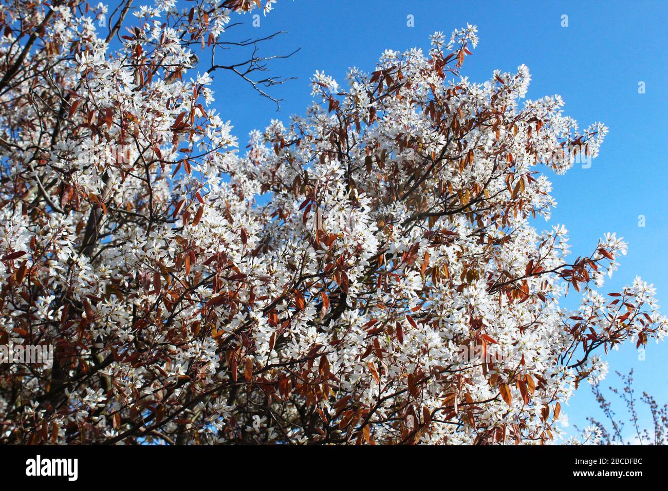 White blossoms and red leafy tree (amelanchier lamarckii) on a clear spring day Stock Photo