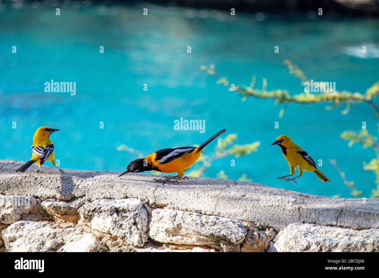 orange black birds on Curacao with sea Stock Photo