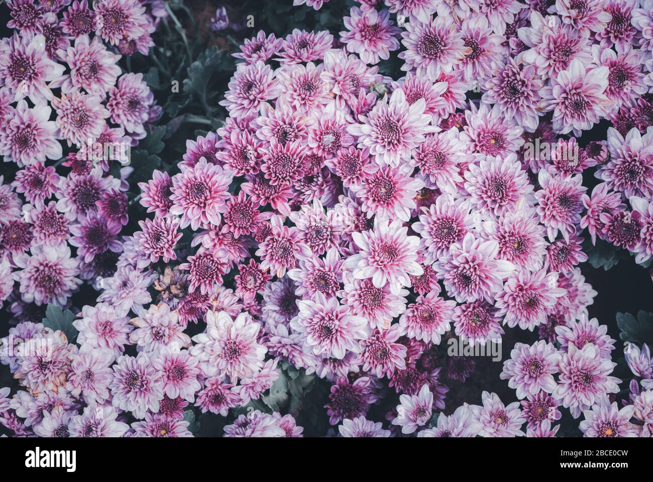 Pink Chrysanthemum flower on vintage tone, top view Stock Photo - Alamy