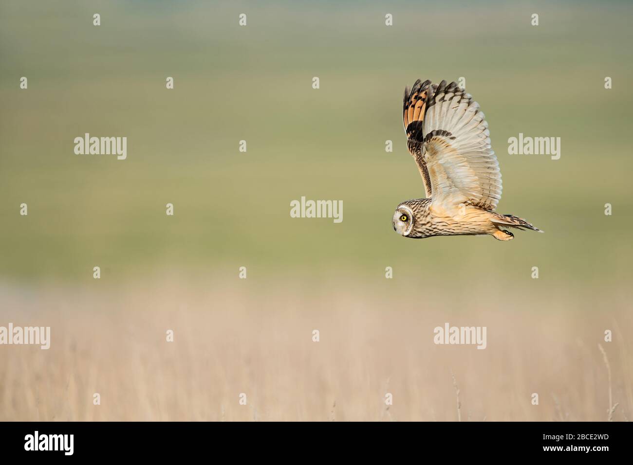Short-eared owl in flight, Kent, UK Stock Photo
