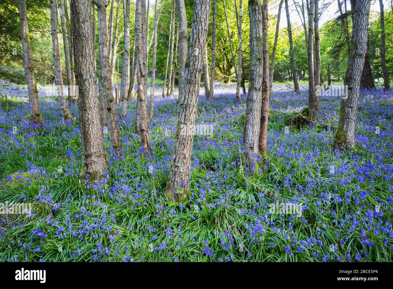 Bluebells in woodland, Aberfeldy, Perthshire, Scotland, UK Stock Photo