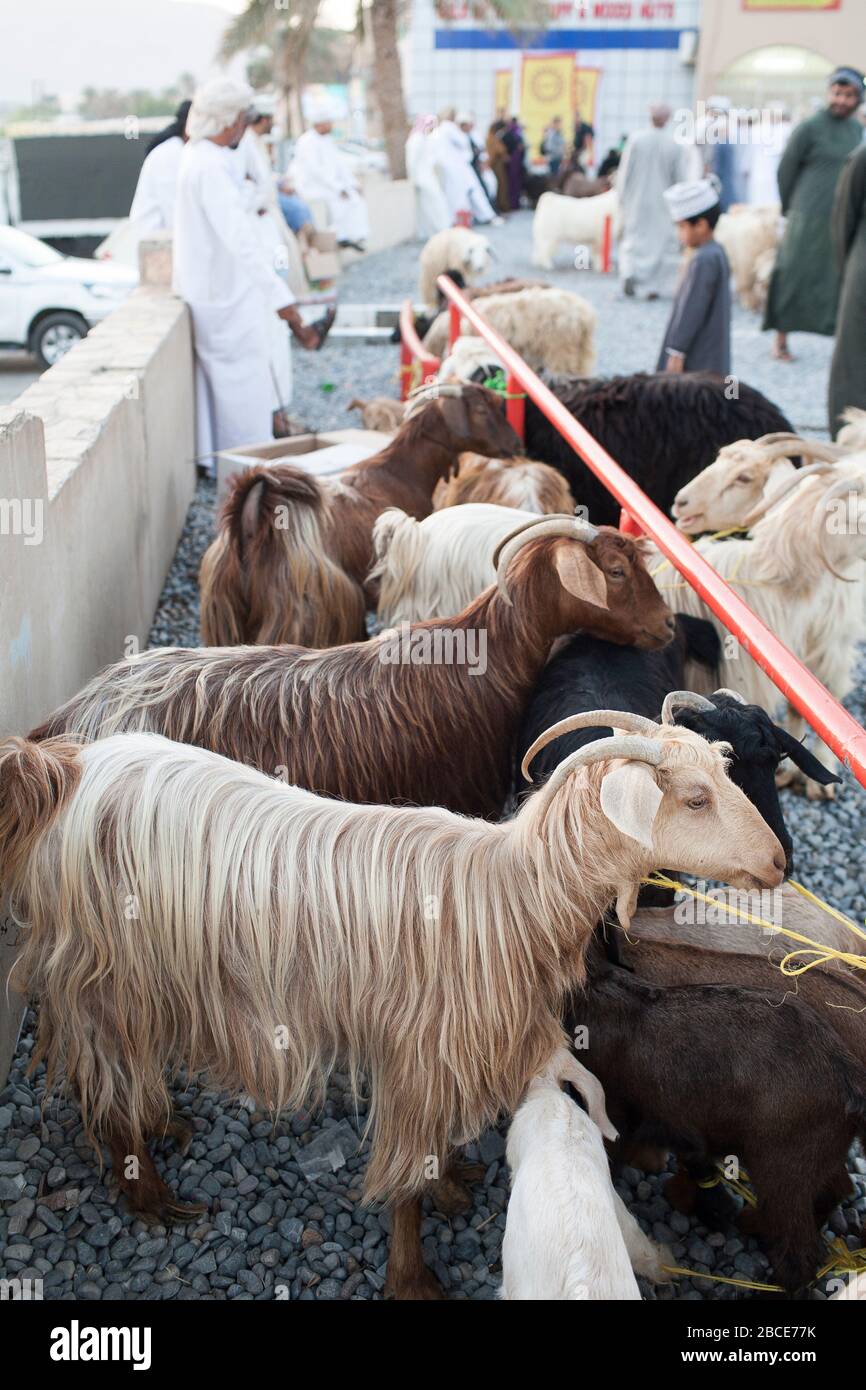 Goats waiting to be sold at the Friday weekly  livestock market in Nizwa, Oman Stock Photo