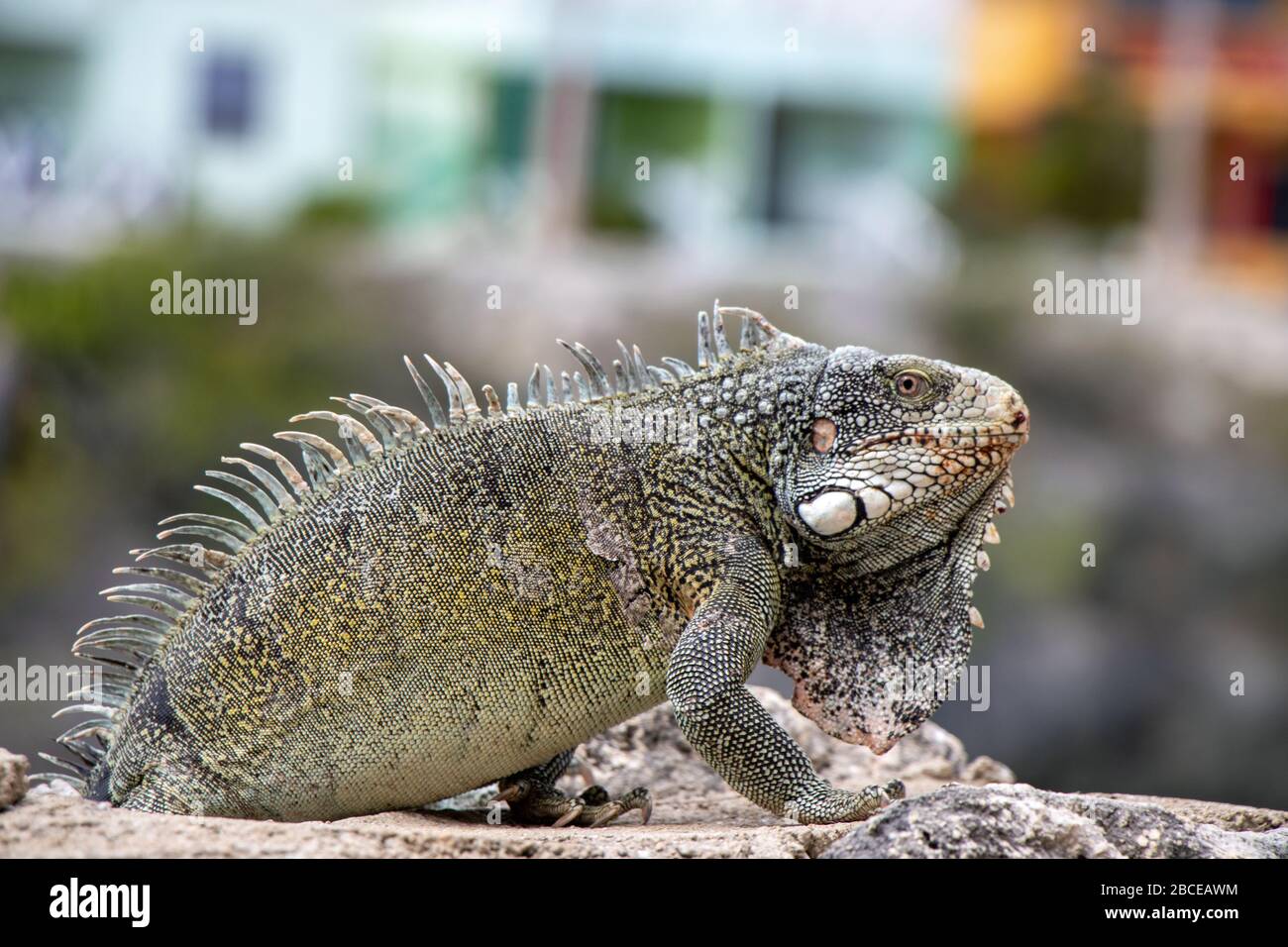 Iguana on Curacao on coastline Stock Photo