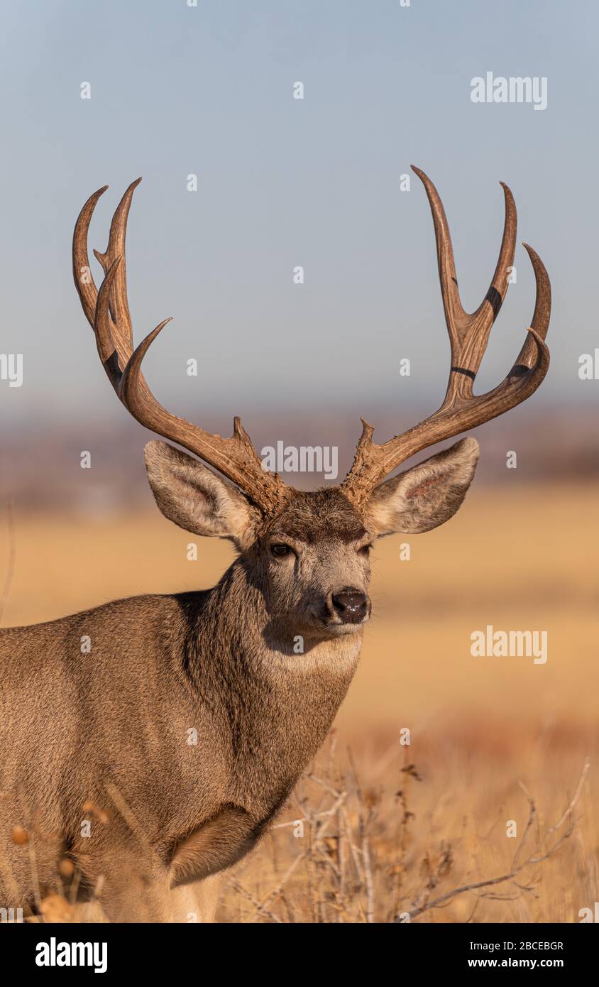 Mule Deer Buck in Colorado inAutumn Stock Photo