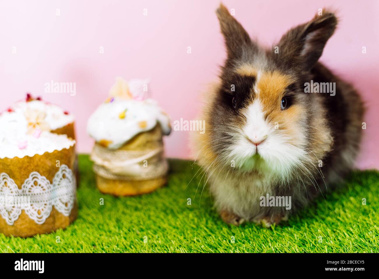 Easter bunny sits next to Easter, glazed Easter cakes. Happy easter concept. Copy space for your text. Stock Photo
