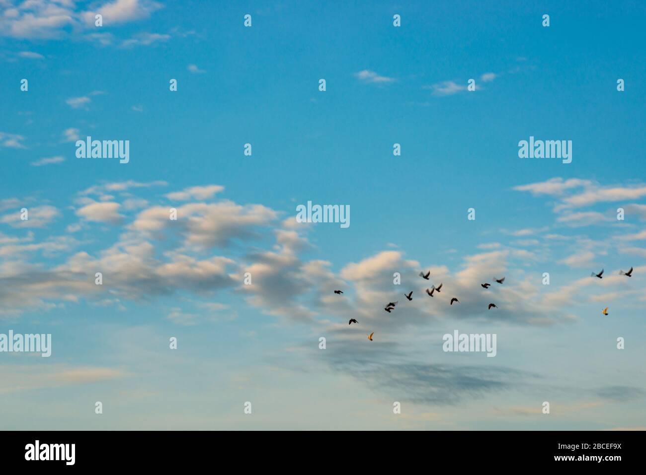Flock of birds flying on blue sky with white clouds Stock Photo - Alamy