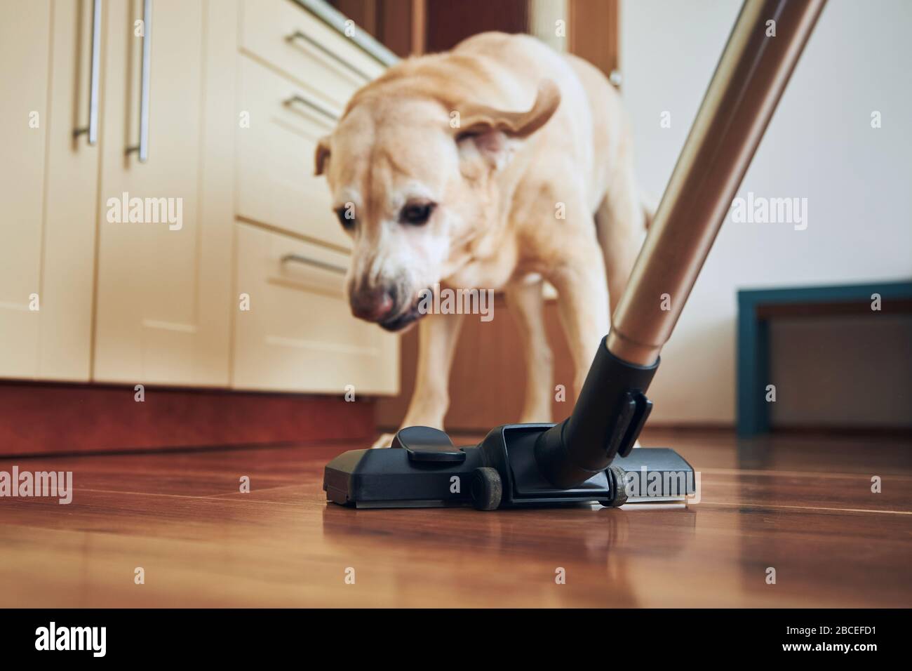 Naughty dog barking on vacuum cleaner during house cleaning. Stock Photo