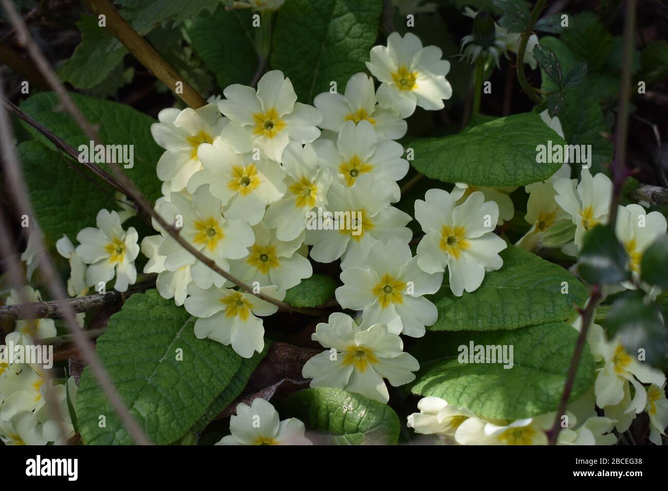 Wild Primroses, Garden, Somerset, UK Stock Photo