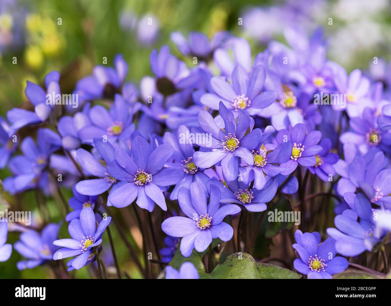 Blossoming hepatica wildflowers in early spring in the forest. Stock Photo