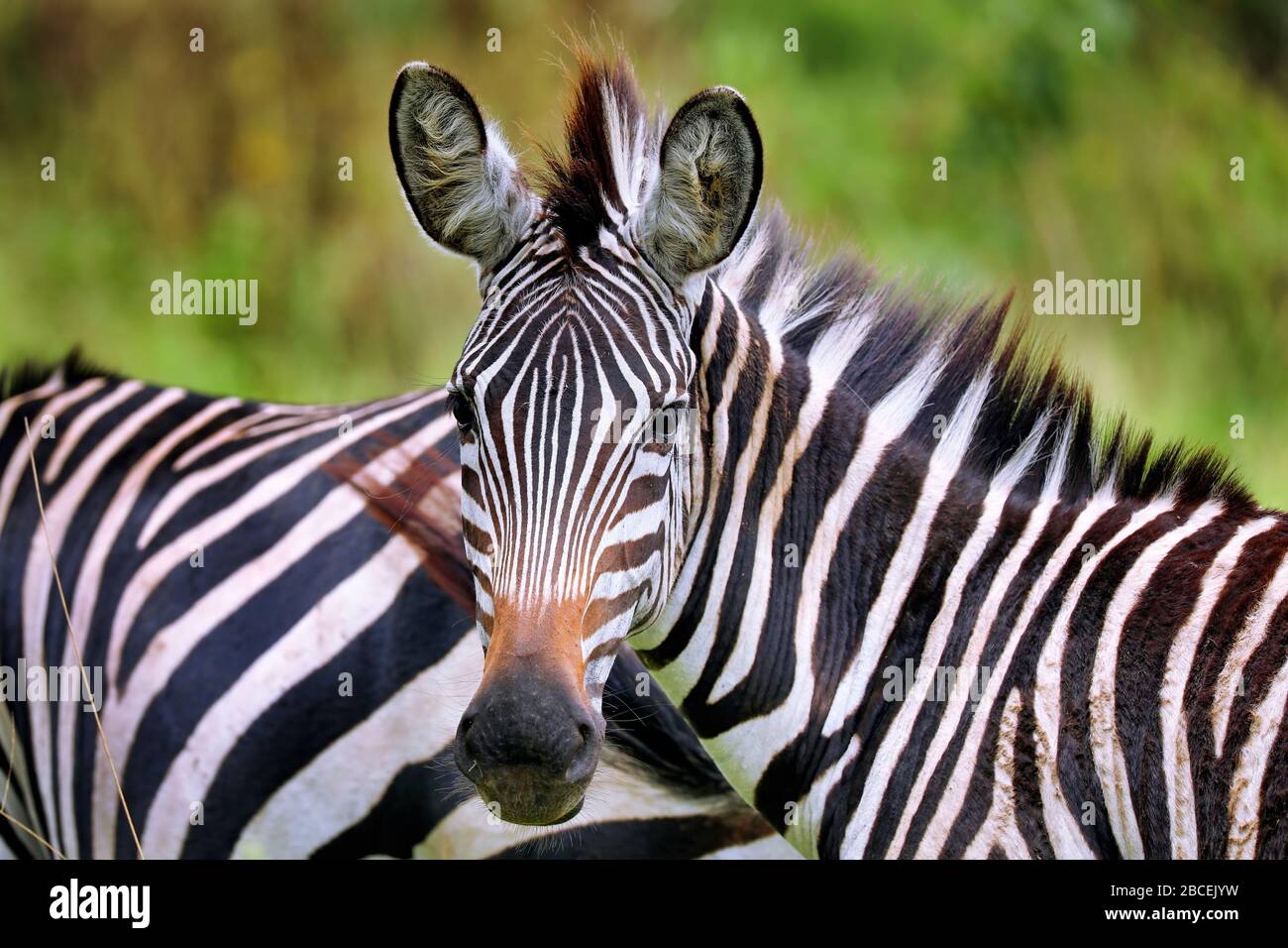 Zebras at Lake Mburo National Park in Uganda (Equus quagga) Stock Photo