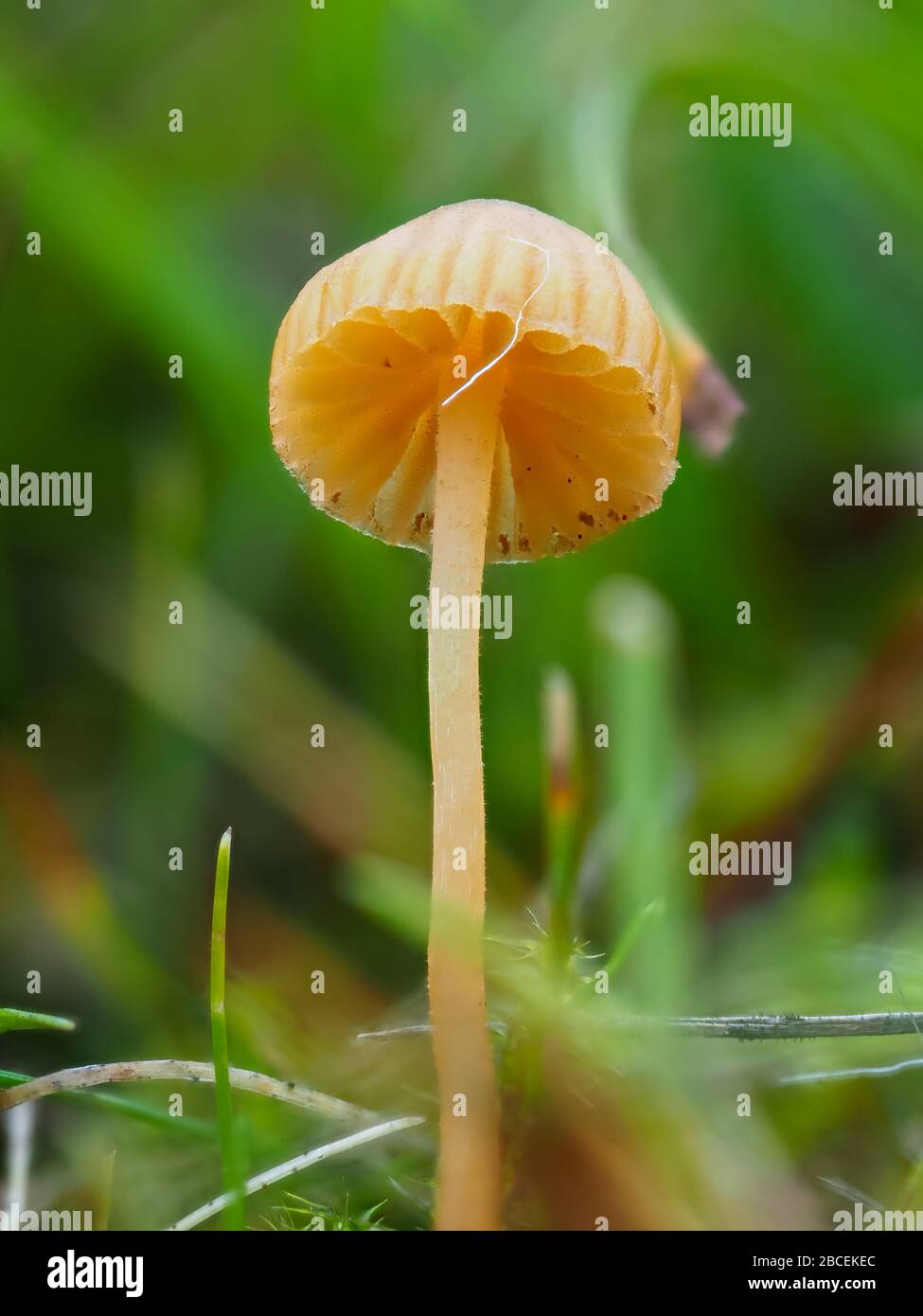 Mycena acicula, commonly known as the orange bonnet mushroom Stock Photo