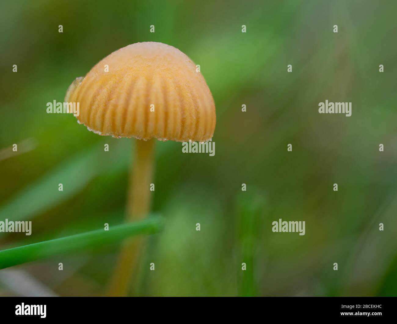 Mycena acicula, commonly known as the orange bonnet mushroom Stock Photo