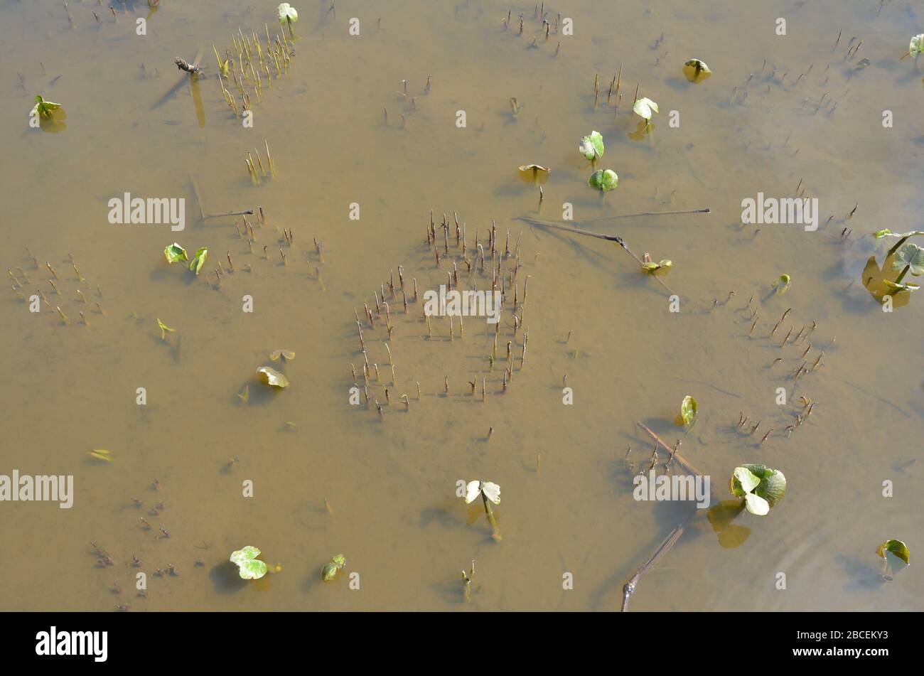 plants with green leaves growing in muddy or murky water Stock Photo