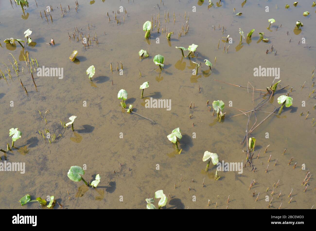 plants with green leaves growing in muddy or murky water Stock Photo