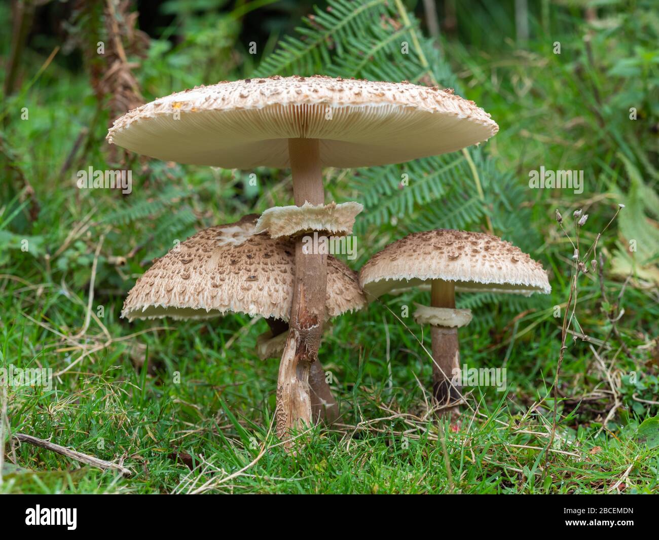 Shaggy Parasol Mushroom in a Meadow, Chlorophyllum rhacodes Stock Photo