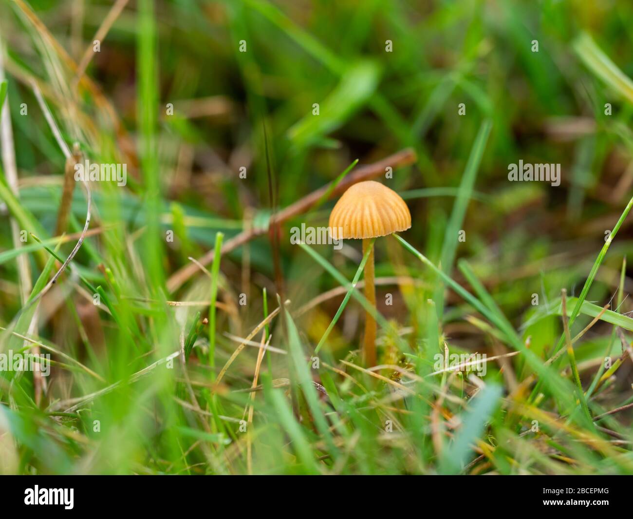 Mycena acicula, commonly known as the orange bonnet mushroom Stock Photo
