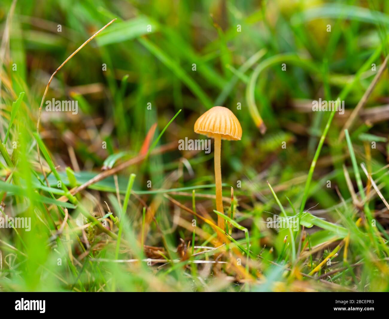 Mycena acicula, commonly known as the orange bonnet mushroom Stock Photo