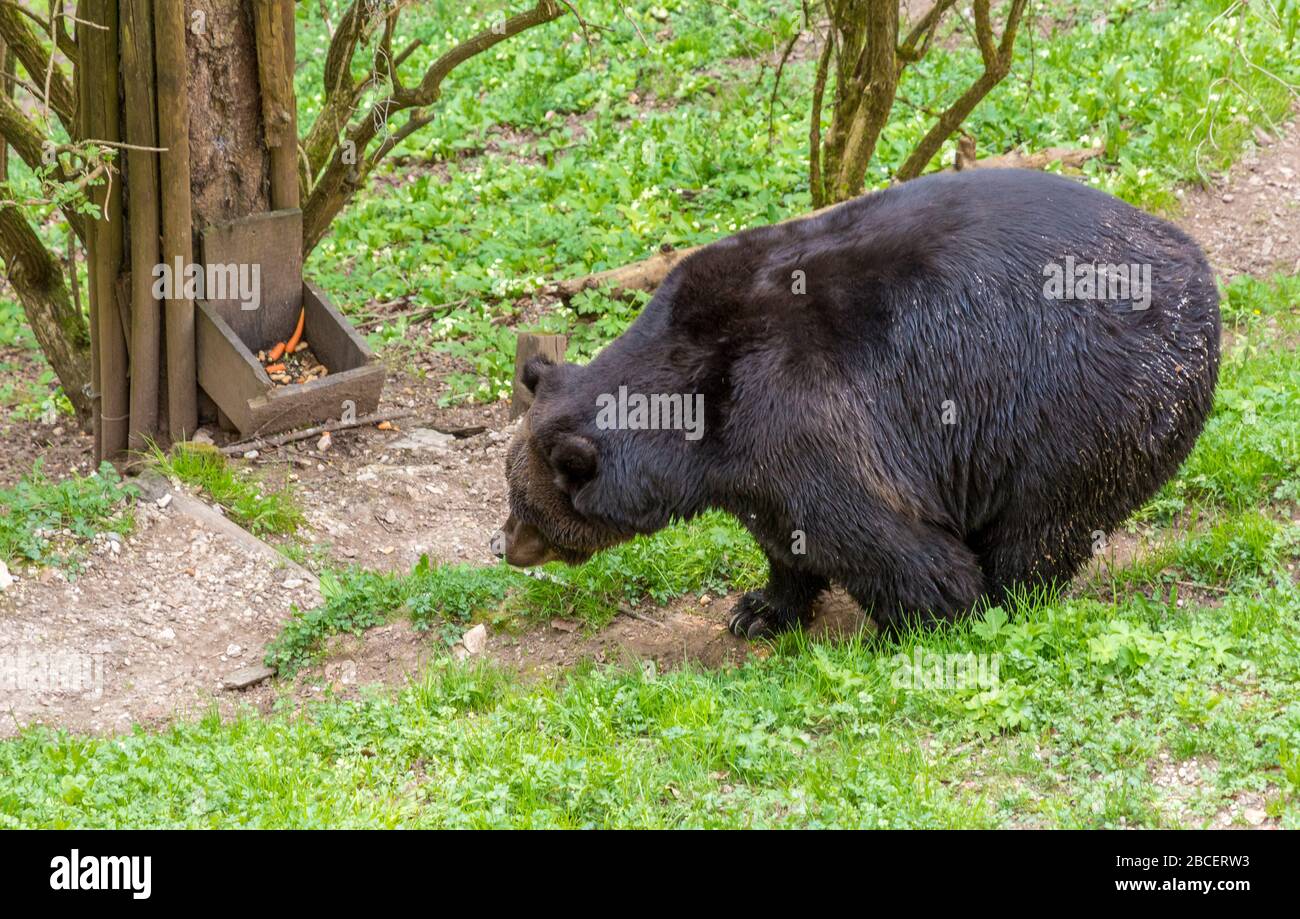 Italy animal sanctuary hi-res stock photography and images - Alamy