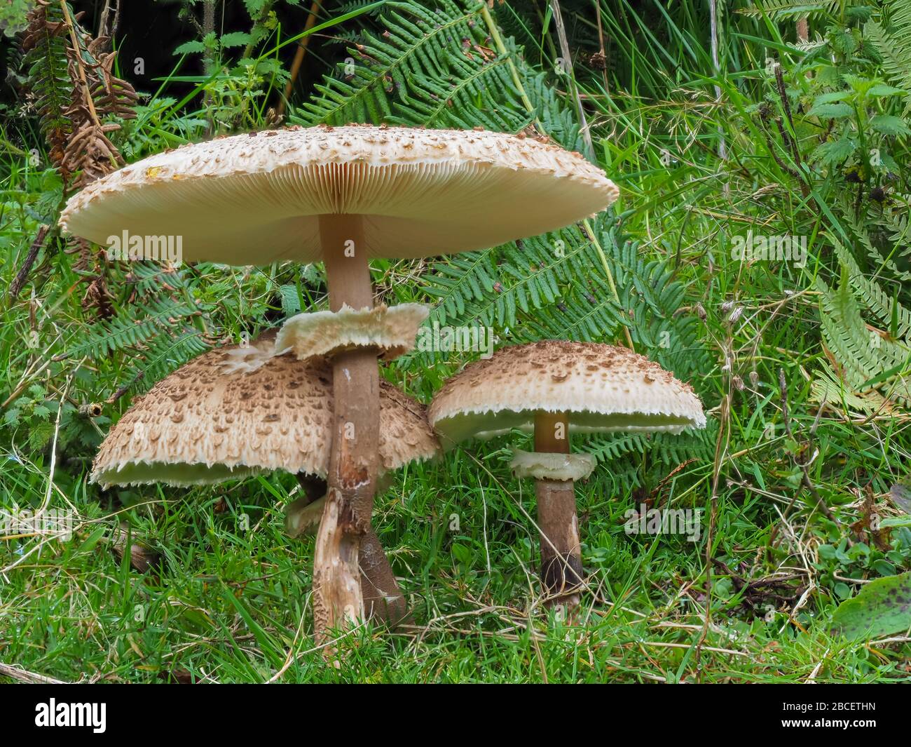Shaggy Parasol Mushroom in a Meadow, Chlorophyllum rhacodes Stock Photo