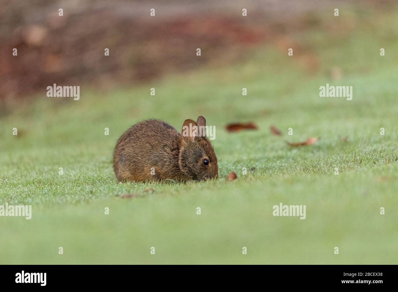 Baby Florida Marsh Rabbit Sylvilagus palustris on a patch of green grass in Sarasota, Florida. Stock Photo