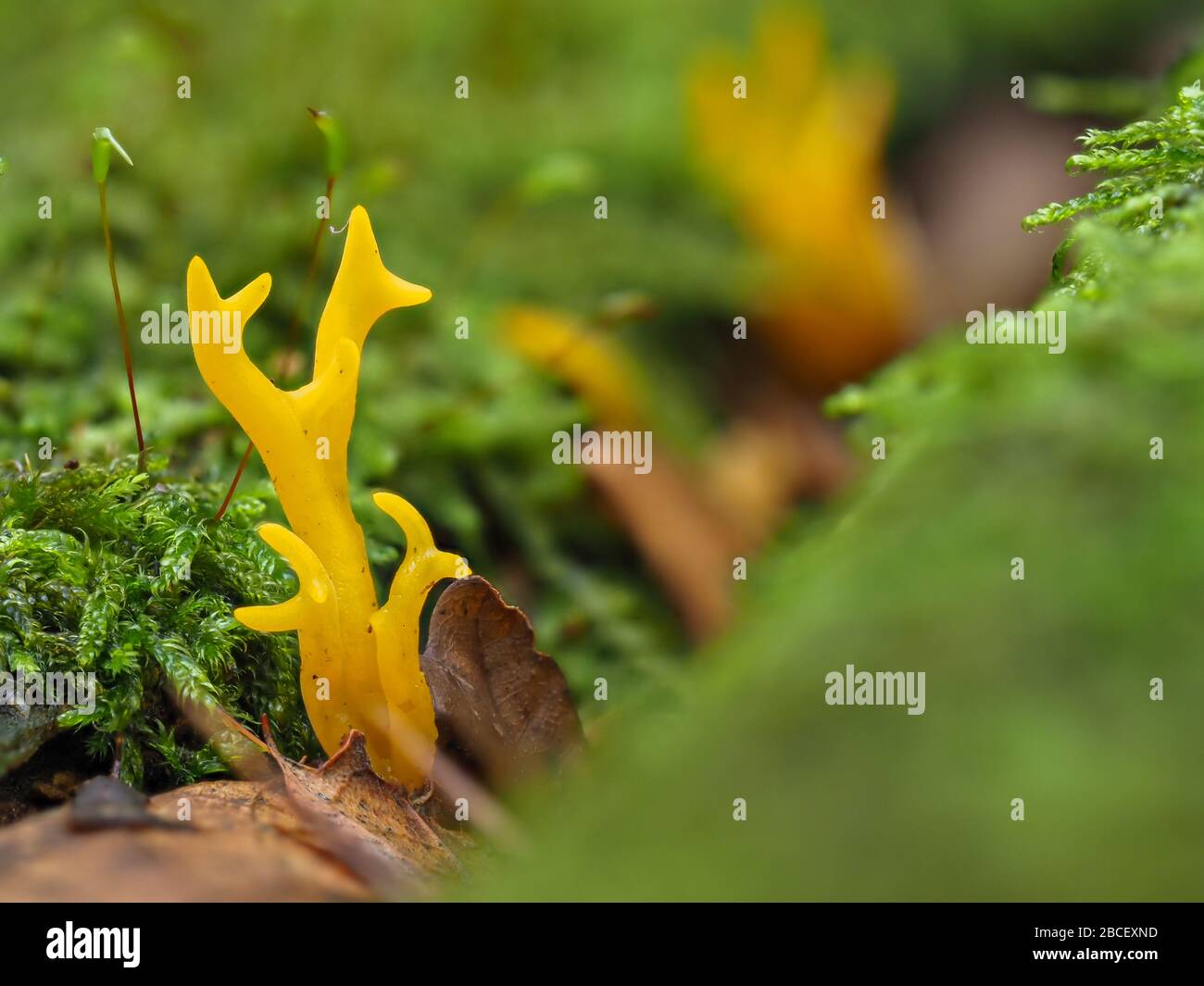 Yellow Stag's Horn Fungus (Calocera viscosa Stock Photo Alamy