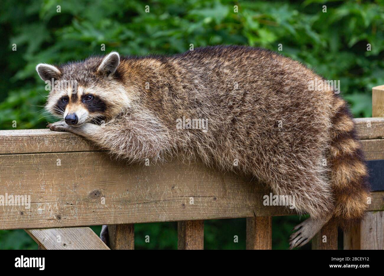 Raccoon, resting her head on her paw, while relaxing on a wooden deck railing. Stock Photo