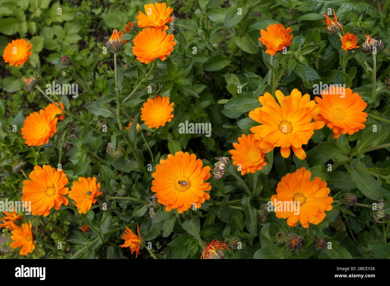 Calendula officinalis, the pot marigold, ruddles, common marigold or Scotch  marigold. is a plant in the genus Calendula of the family   Stock Photo - Alamy