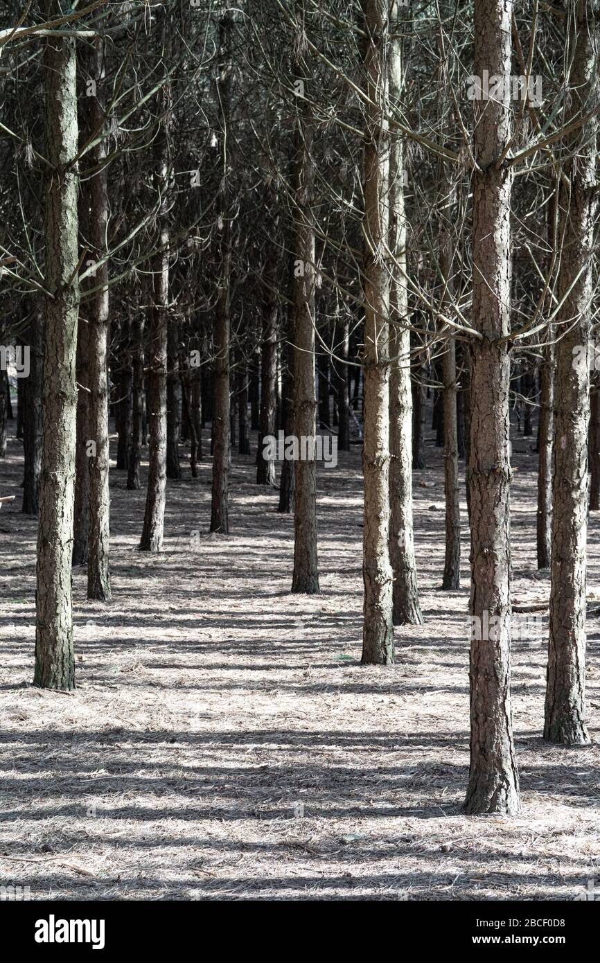 Evergreen pine trees hires stock photography and images Alamy