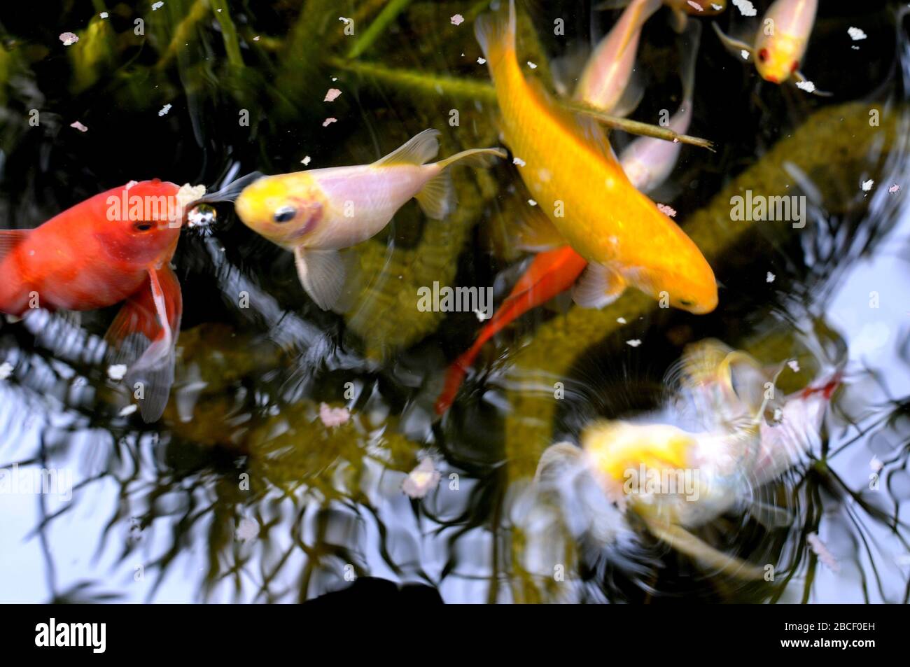 Colorful fish, Aquarium goldfish Stock Photo