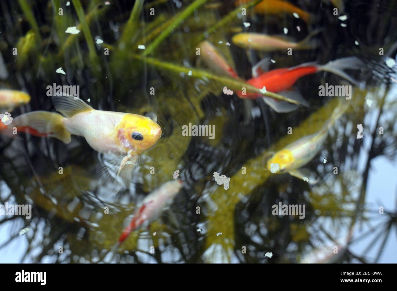 Colorful fish, Aquarium goldfish Stock Photo