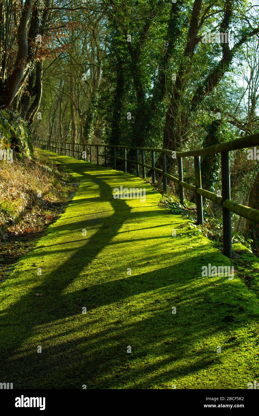 Footpath covered with bright green moss and a wooden fence casting shadow on a sunny day Stock Photo