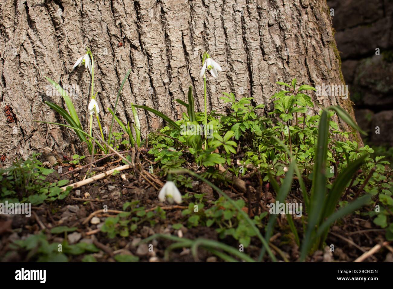 Close up of Snowdrops standing in front of a tree, Galanthus nivalis Stock Photo