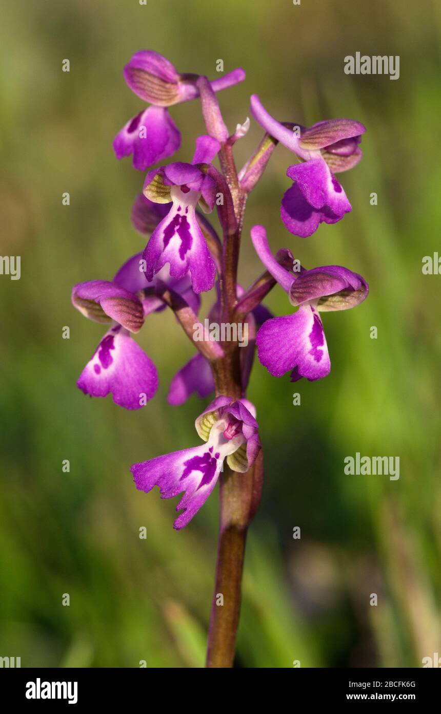 Inflorescence of wild Green-winged orchid (Anacamptis morio subsp. picta) isolated over a natural out of focus background. Trimaculata form. Also know Stock Photo